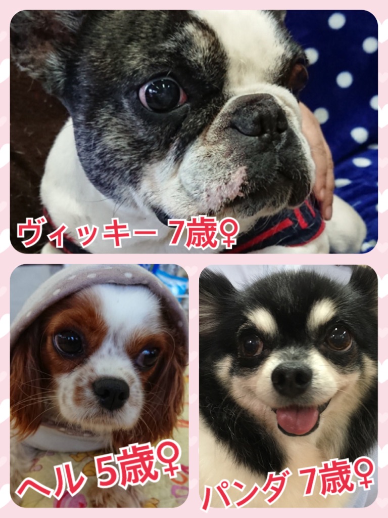 天神橋カフェ☕今日の里親募集中メンバーです🐶